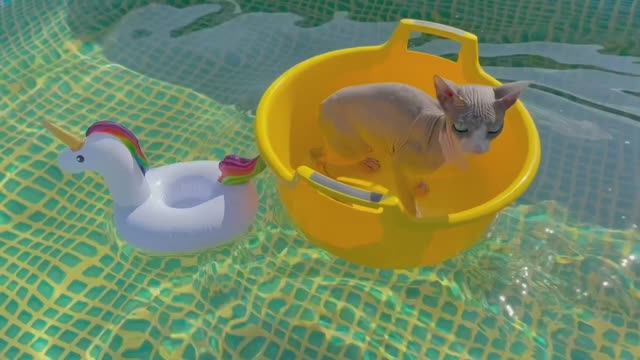 Кот плавает в бассейне 😻 Построили самый большой бассейн для Кота