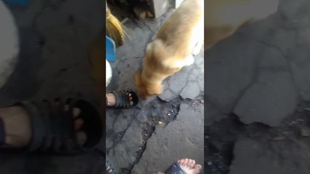 Чак и Серёжа Серёжа сошёл с катушек смотреть онлайн