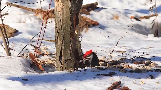 Дятел: Санитар леса | Интересные факты про дятла смотреть онлайн