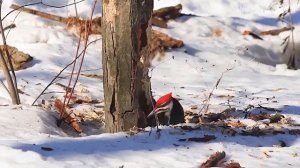 Дятел: Санитар леса | Интересные факты про дятла