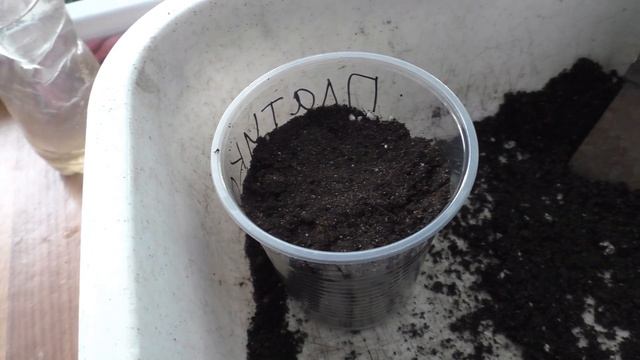 Посев платикодона на рассаду, первые всходы.