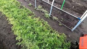 Применяю три способа заделки фацелии в грунт