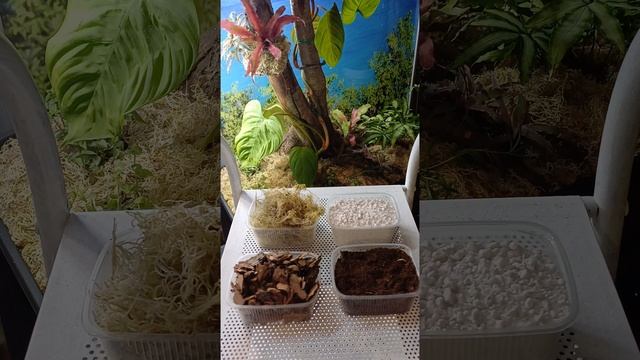 Во что я сажаю свои растения смотреть онлайн