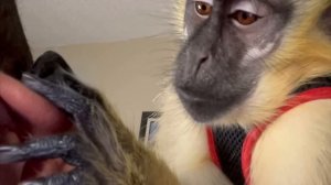 ASMR Monkey Grooming Compilation of Clips Oddly Satisfying (Thabo And Ray)