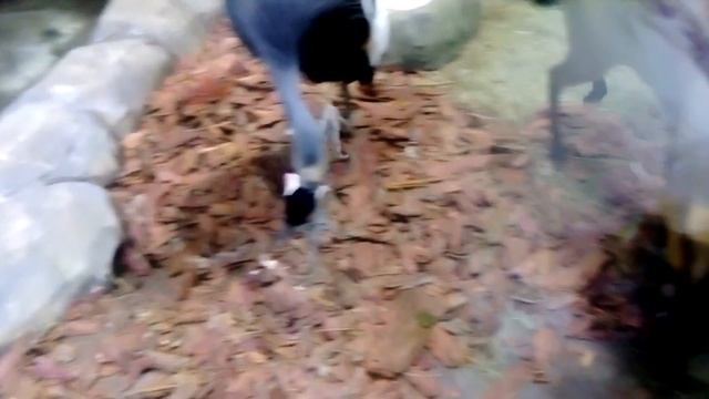 Китайские олени и другие!! смотреть онлайн