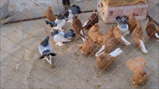 23.03.2024 года.Воронеж - ярмарка голубей. Часть 1. смотреть онлайн