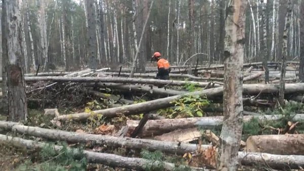 Валка леса /// Уборка лесоповала 110 кубов за один день