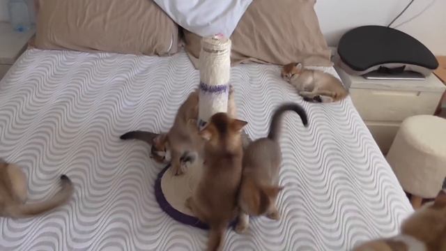 Серж13 Комментарии не работают, а Соловьёв в Трендах! смотреть онлайн