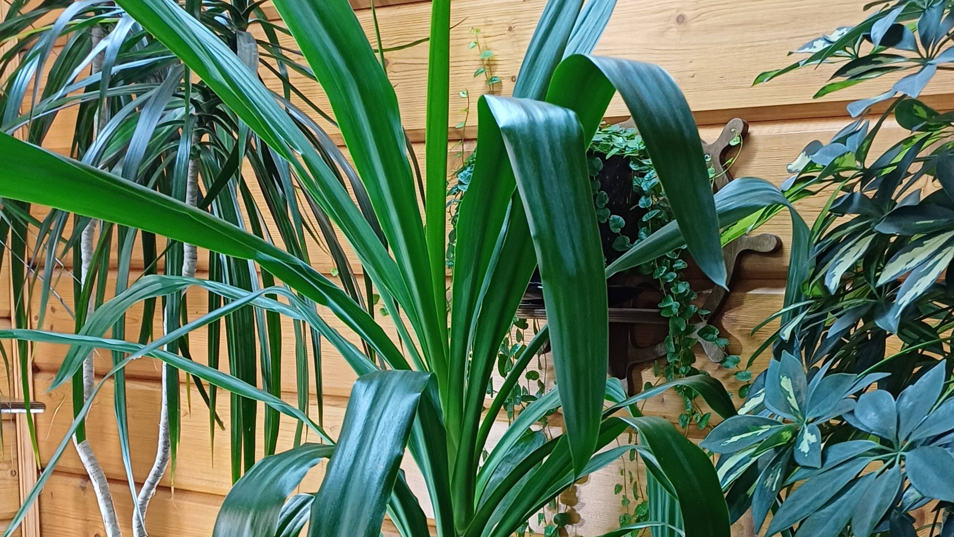 Юкка, Шефлера, Драцена: размножение и уход. Результат обрезки и укоренения Юкки. смотреть онлайн