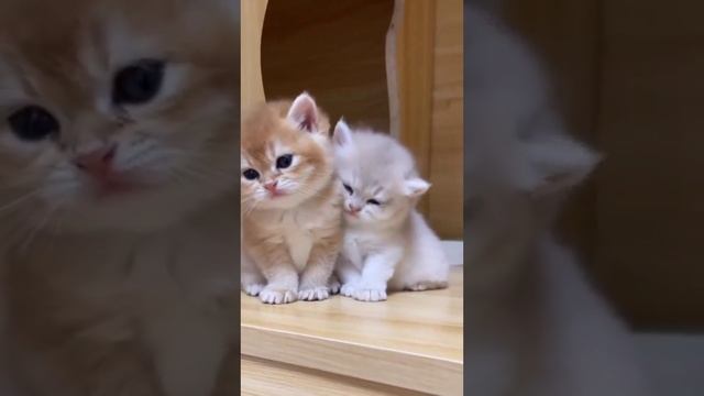 Cute cats 😻 смотреть онлайн