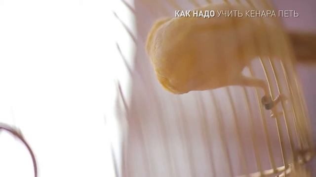 как надо учить кенара петь смотреть онлайн