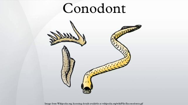 Conodont смотреть онлайн