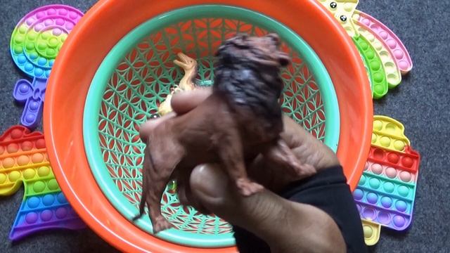 Learn Wild Animals Elephant Cow Lion Dog Hippo Crocodile Educational Cartoons #cow #animalnames