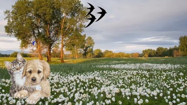 Стрекоза смотреть онлайн