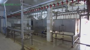 Цех убоя бройлеров. Современное оборудование для забоя 250 голов в час.