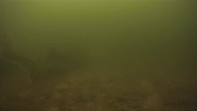 Подводная съемка с моего пруда. часть 2 смотреть онлайн