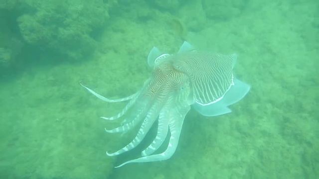 Удивительные существа