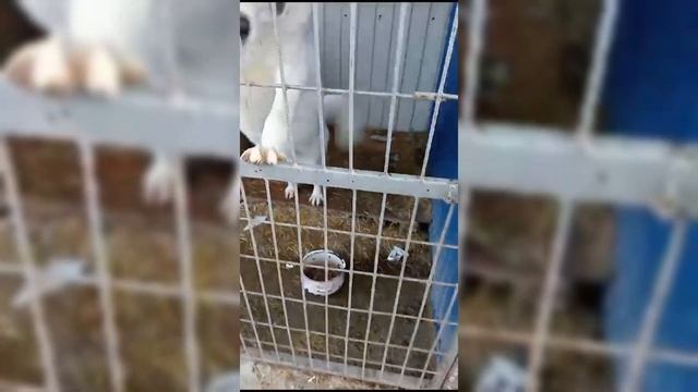 Перевозчик пришел познакомиться с Дэном и Ханом перед поездкой в Москву смотреть онлайн
