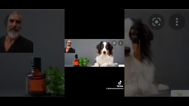 Dog Candida!!! смотреть онлайн