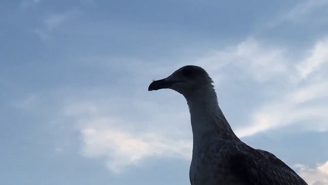 ЧАЙКА В КРЫМУ смотреть онлайн