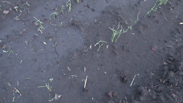 Всходы лука из семян чернушки появились в открытом грунте через две недели смотреть онлайн