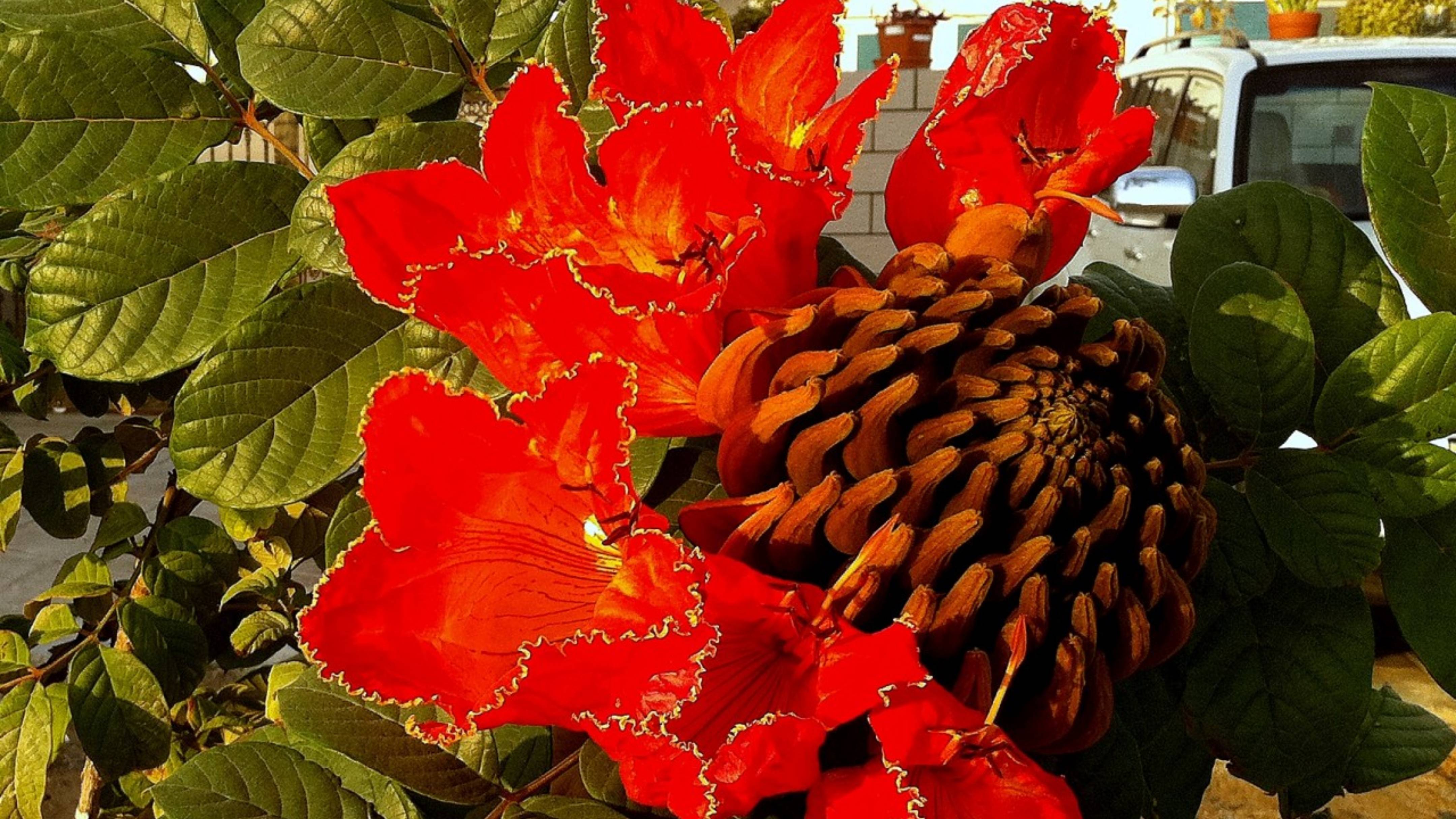 Спатодея (тюльпановое дерево). Пересадка и уход в домашних условиях. смотреть онлайн