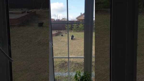 Игра двух собак