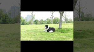 Трос для собаки