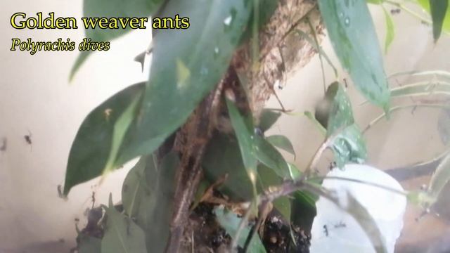 Recovering an ESCAPED ANT COLONY!!!! смотреть онлайн