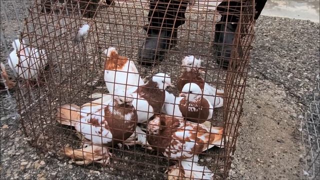 Сельские голуби. 01.10.2023 год..Ярмарка голубей в Прохладном. смотреть онлайн