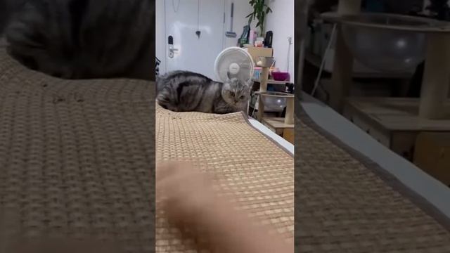 Cute cats 😻 смотреть онлайн