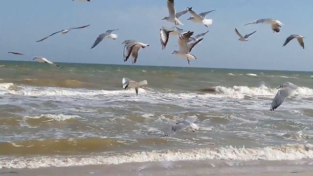 Кормим чаек Feed the seagulls смотреть онлайн
