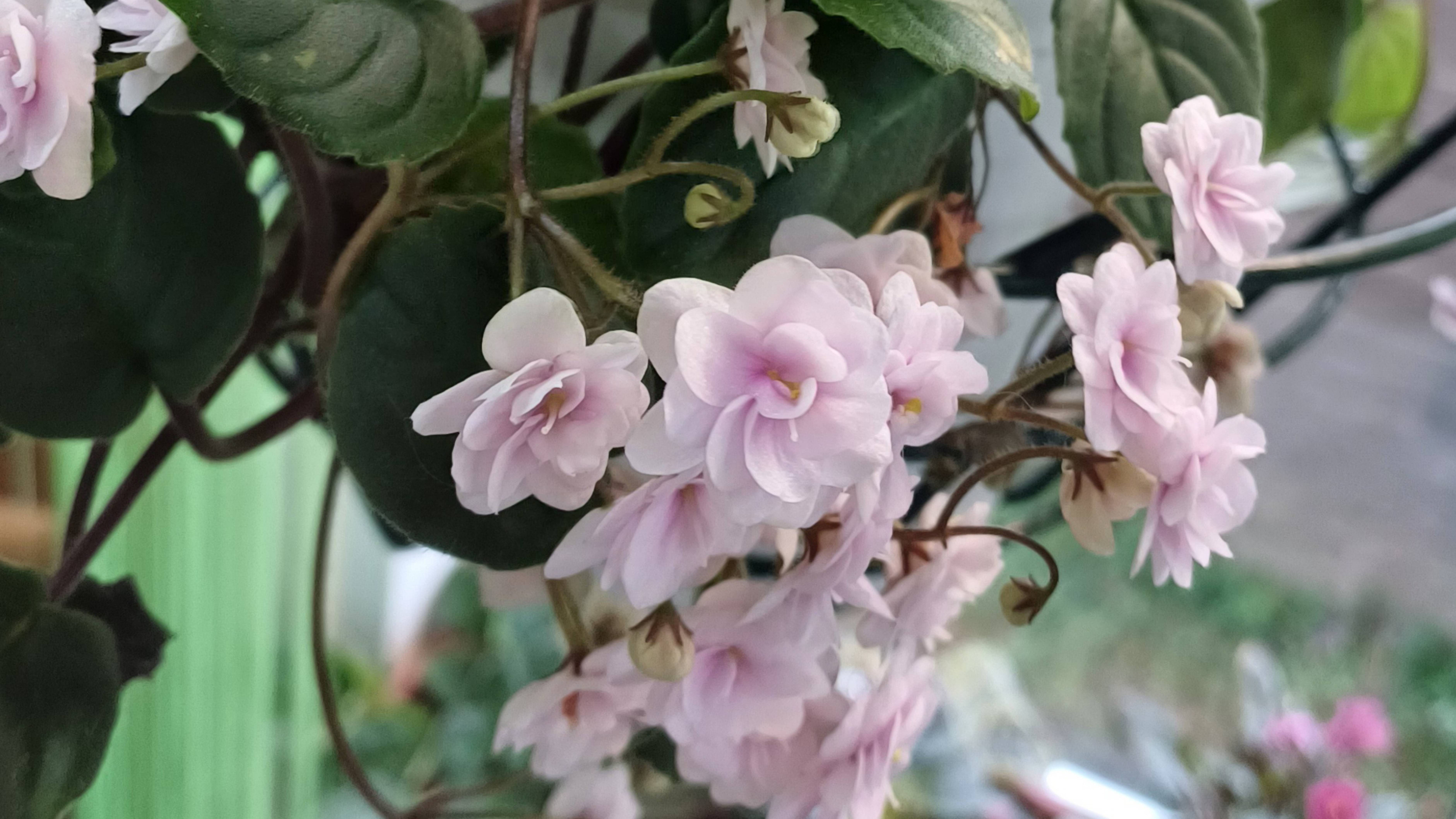 Растения. Обзор. Первый этаж, часть 3. Фиалки в балконных ящиках. смотреть онлайн