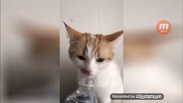 Коты собаки птицы ржака смотреть онлайн