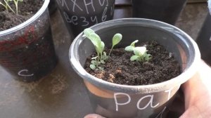 Как я вырастил ратибиду из семян