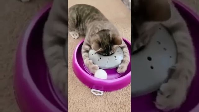 смешные пушистики 🐈🐈🐶🐱 смотреть онлайн