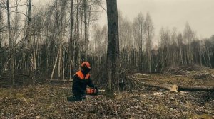 Валка наклонной осины по технике безопасности на 100% бензопилой Stihl MS 361