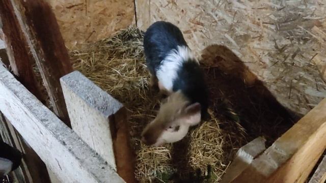 Козы знакомятся с поросенком) смотреть онлайн