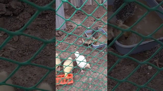 двор смотреть онлайн
