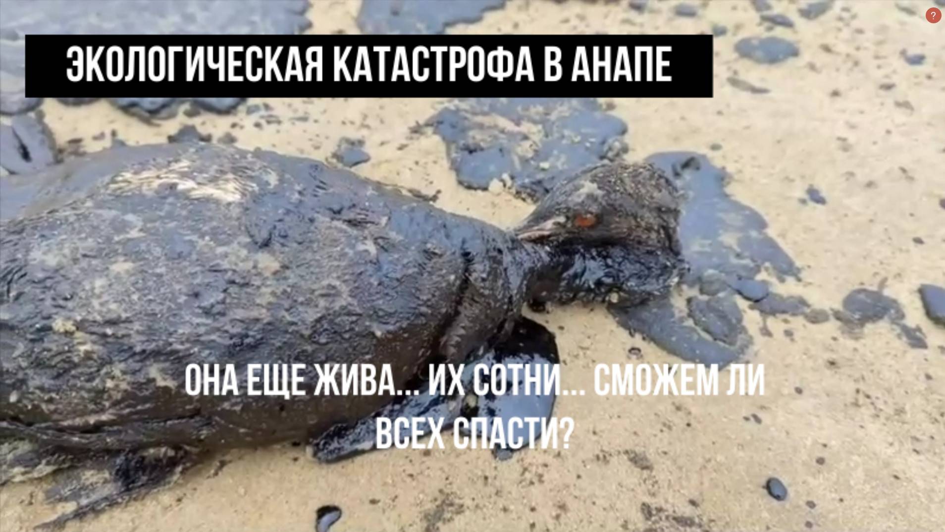 Анапа. Экологическая катастрофа. Мазут на пляжах. Декабрь 2024 года смотреть онлайн