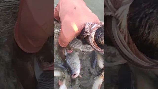 A Man Cant Catch Big Fishes