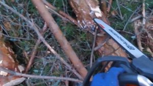 Безопасная валка леса с новой бензопилой Husqvarna 555: Опыт лесоруба