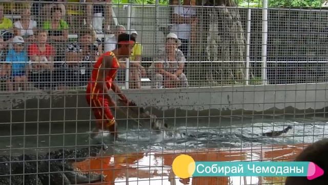 Шоу змей и крокодилов в Нячанге, Вьетнам смотреть онлайн