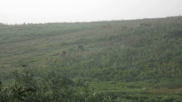 усад_утро_телята_DSCF2002