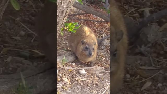 وبر صخري اكل שפן סלע אוכל смотреть онлайн