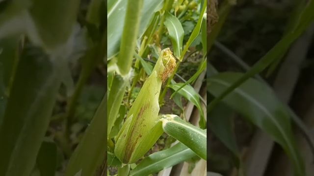Corn advice needed 🌽😬 Is this ok? #corn #earwig #weird #homegrown #ukgarden #needadvice #bankholi смотреть онлайн