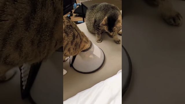 Cute cats 😻 смотреть онлайн