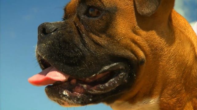 How To Help Your Dog Survive a Heatwave | Bondi Vet Pet Tips смотреть онлайн
