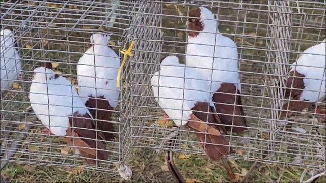 Сельские голуби. 13 11 2022. года. Ярмарка - голубей город Светлоград часть 2 смотреть онлайн