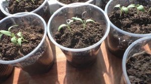 У меня упал росток перца  - это ЧЕРНАЯ НОЖКА!